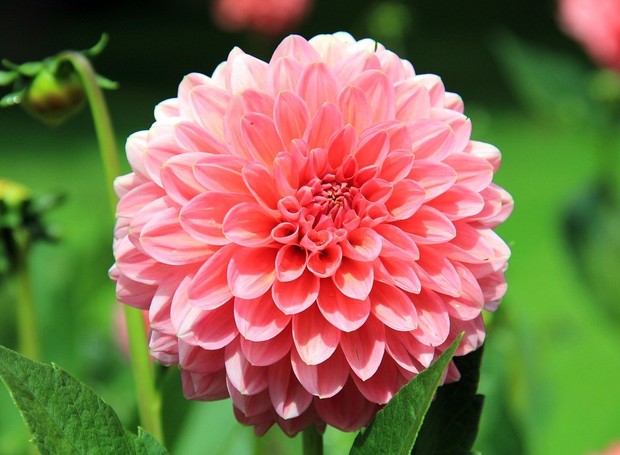 As flores do gênero Dahlia possuem pétalas que se aglomeram em um compacto e colorido ramalhete individual (Foto: Pixabay / Creative Commons)