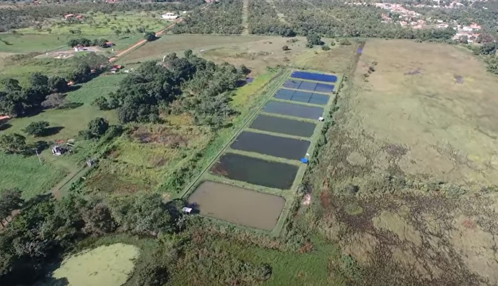 Animais são criados em fazenda experimental que fica em Santo Antônio de Leverger — Foto: UFMT