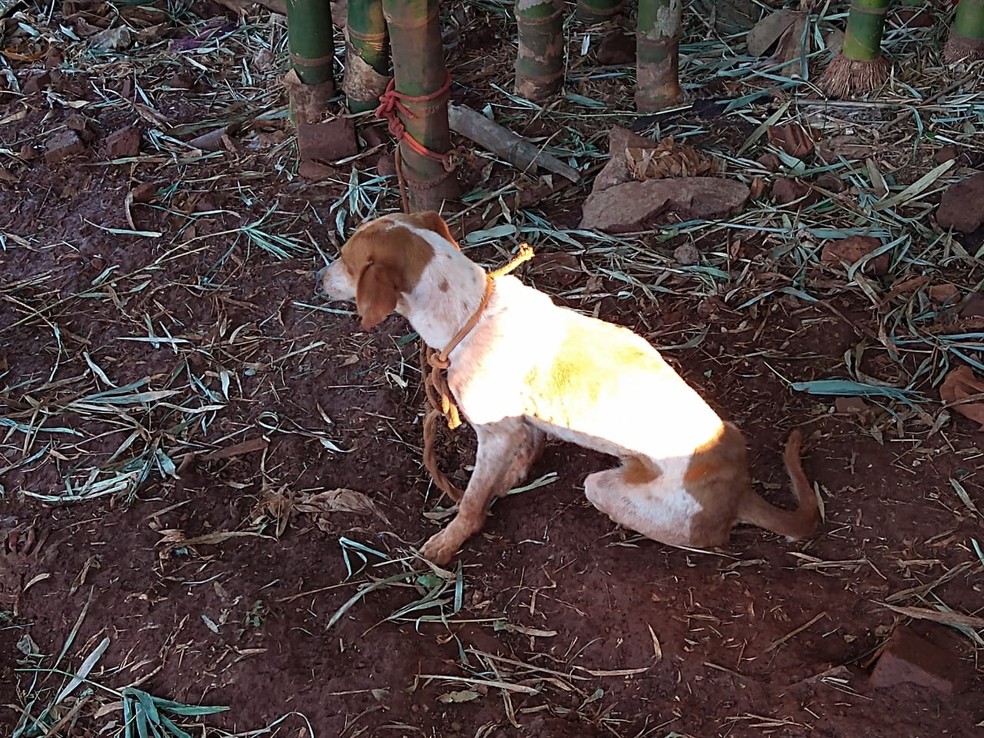 Polícia resgata cães em situação de maus-tratos e multa dono em Itatinga — Foto: Polícia Civil/Divulgação