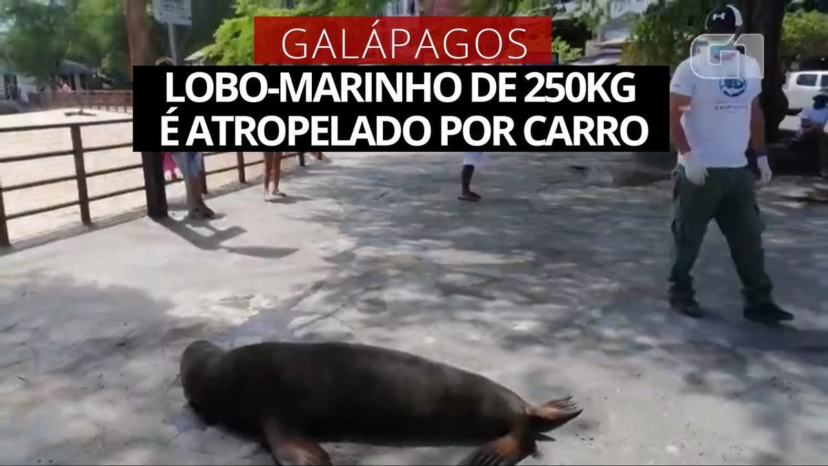 Lobo-marinho de 250 kg é atropelado em Galápagos thumbnail