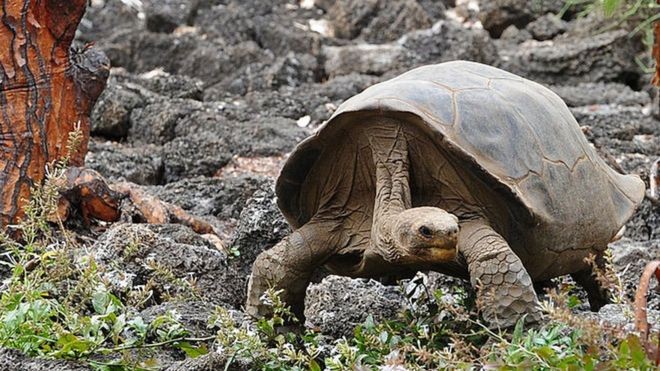 A última tartaruga gigante das ilhas Galápagos passou grande parte de sua existência sendo a única da espécie (Foto: Getty Images)