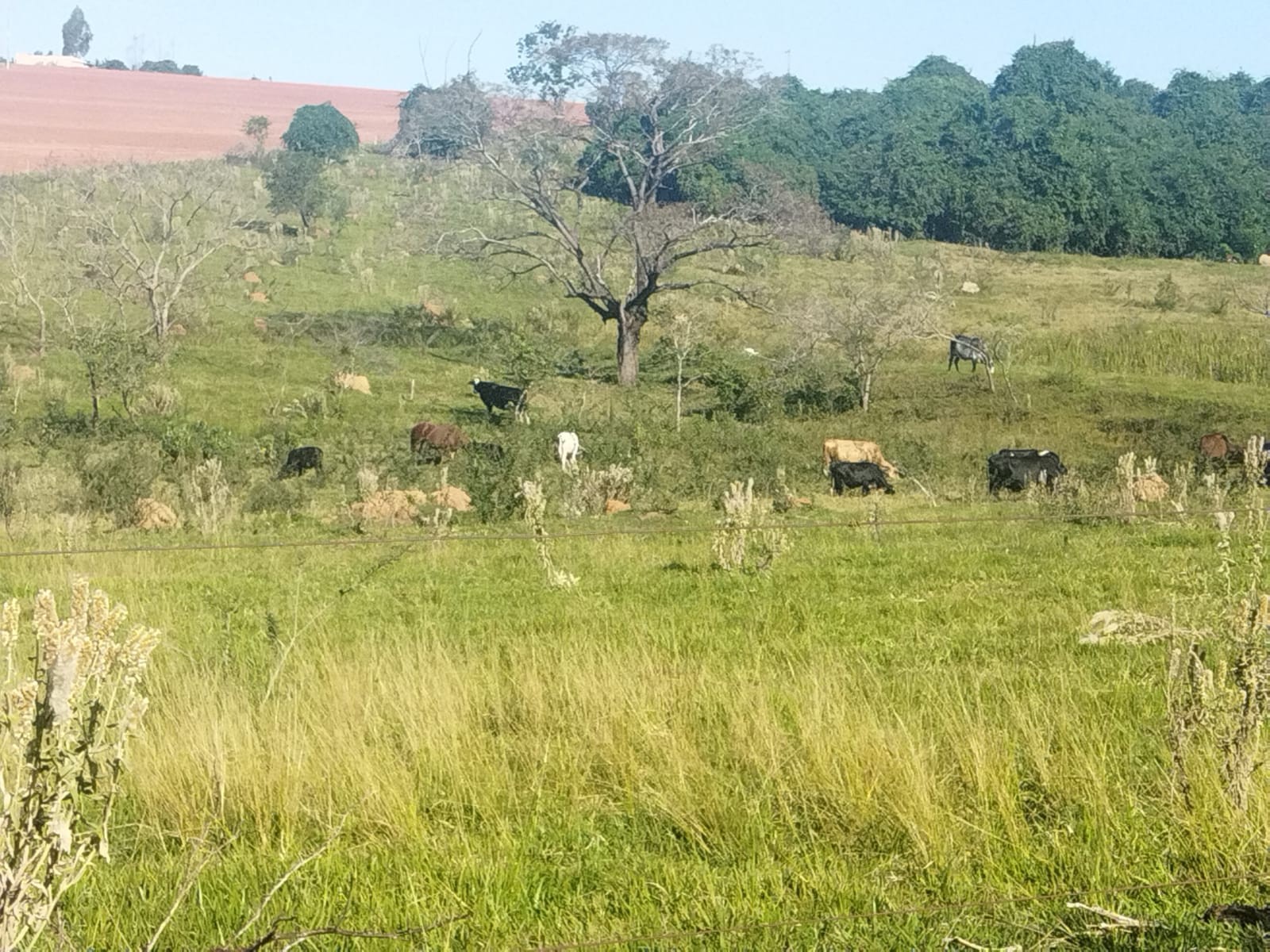 Sitiante recebe multa de R$ 66 mil por pastoreio de gado em Área de Preservação Permanente