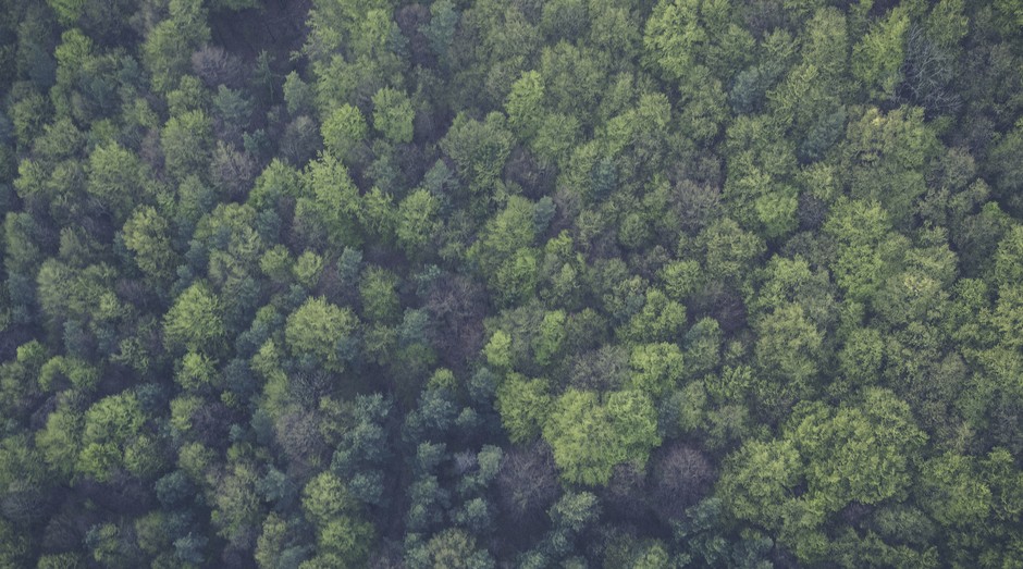 Floresta, mata, selva, natureza (Foto: Reprodução/Pexel)