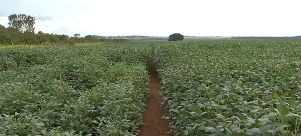 Chuva em alguns locais colaborou, mas em outros, fez falta &mdash; Foto: TV Centro Am&eacute;rica