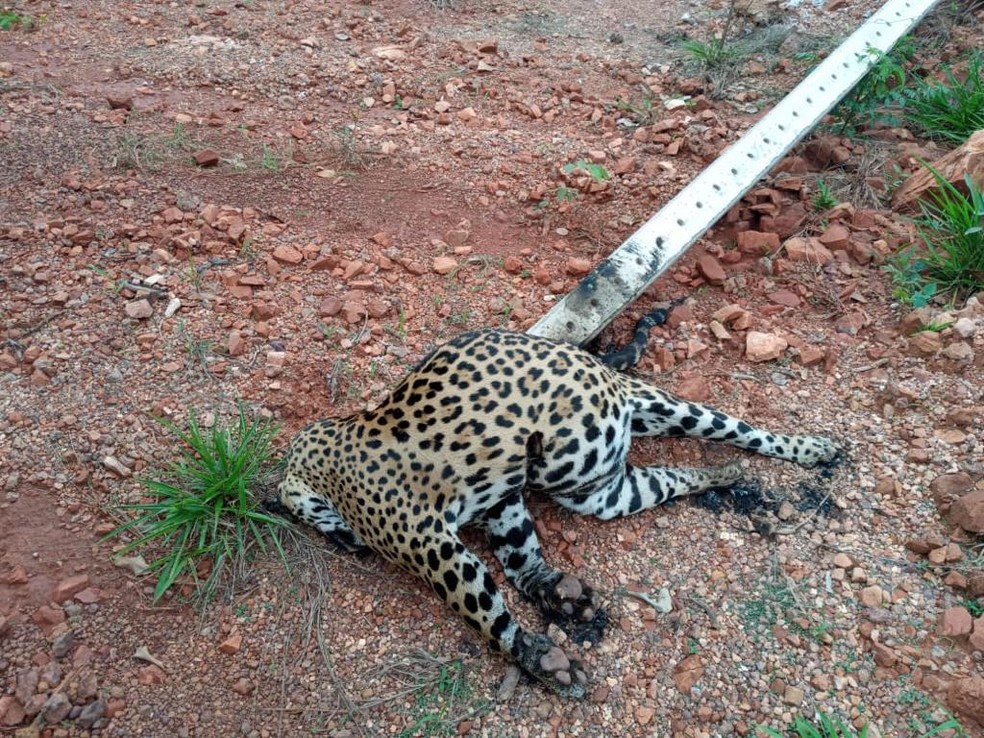 Onça-pintada morre ao ser atingida por poste derrubado por árvore em rodovia de Sinop — Foto: Divulgação