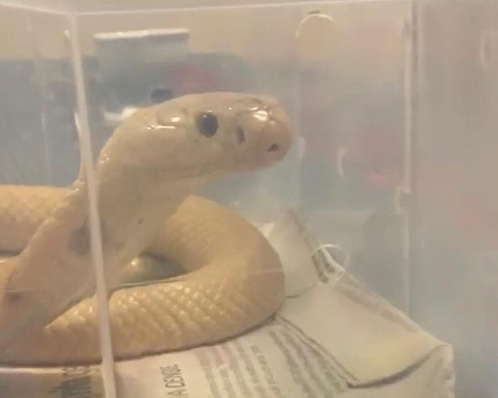 VÍDEO: Cobra Naja que picou estudante de veterinária é encontrada ...