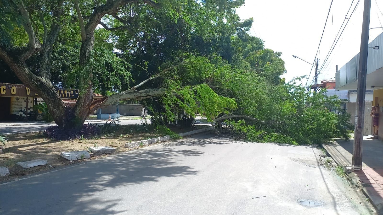 Árvore cai e interdita trecho de avenida na Zona Sul de Natal