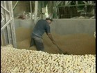 Agricultores de SC trocam o plantio do milho por culturas mais rentáveis