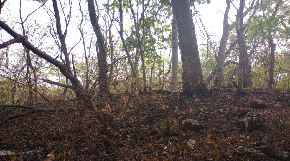 Homem foi multado em quase meio milhão de reais. — Foto: Reprodução/PMA