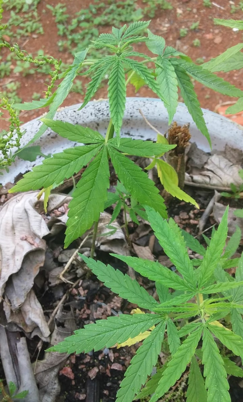 Família conseguiu na Justiça o direito de cultivar maconha em casa para fins medicinais — Foto: Solanyara Nogueira/Arquivo pessoal