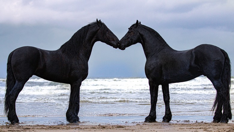 Conheça o cavalo friesian, raça elegante que custa até R$ 500 mil