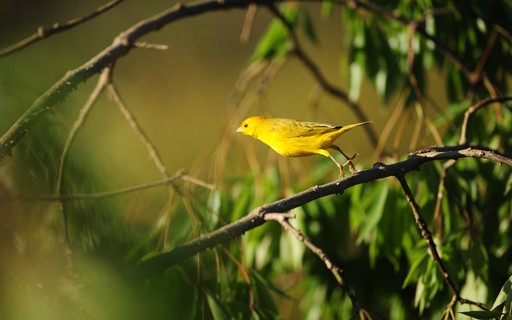 Alimento Para Esquentar Canario Da Terra Canario Da Terra Revista Globo Rural Como Criar