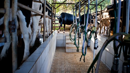 Preço do leite pago ao produtor subiu 5% em janeiro, diz Cepea