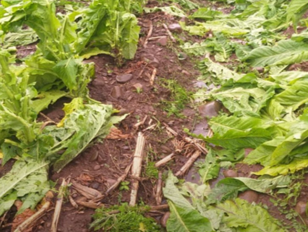 Granizo atingiu cultivos de tabaco em Morro Grande — Foto: Epagri/Reprodução 