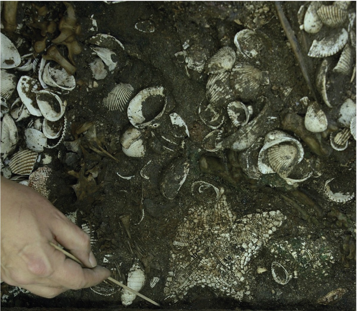 Depósito de estrelas-do-mar da espécie Nidorellia armata (Foto: Meliton Tapia INAH)