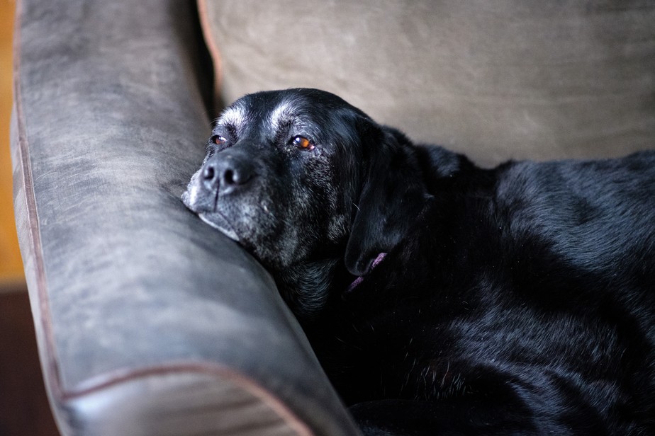 Cães com disfunção cognitiva canina (CCDS) dormem cada vez menos profundamente