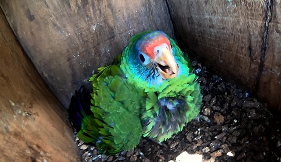 Papagaio da cara-roxa abriga pela região verde do litoral paranaense  — Foto: Plug