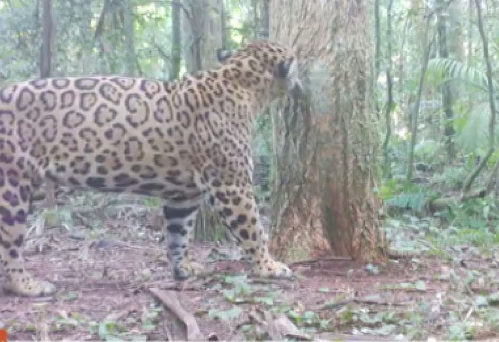 Onças-pintadas são monitoradas por especialistas no Parque Nacional do Iguaçu — Foto: Reprodução/RPC