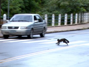 Macacos atravessam constantemente a rodovia em Águas da Prata (Foto: Éder Ribeiro/EPTV)