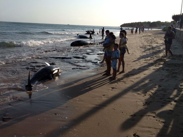Baleias encalharam na praia de Upanema neste domingo (22) (Foto: Divulgação/PM)