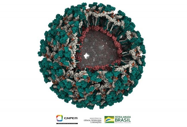A estrutura do vírus Mayaro revela sua partícula viral aberta para possibilitar a visualização de todas as suas proteínas. Cada uma delas está representada por uma cor (verde, cinza e vermelho). Os açúcares ligados às proteínas estão em laranja  (Foto: CNPEM/MCTI)