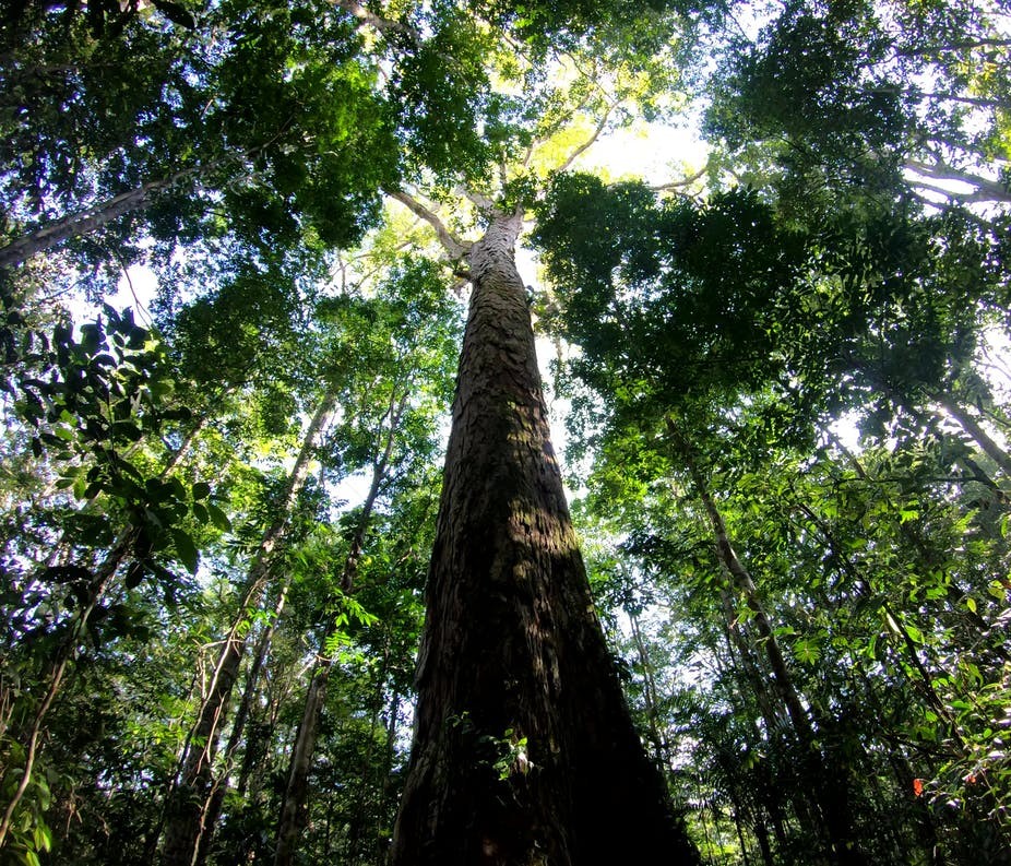 Essa árvore da espécie 'Dinizia excelsa' é a maior da Amazônia: tem 88 metros de altura (Foto: Tobias Jackson, Author provided)