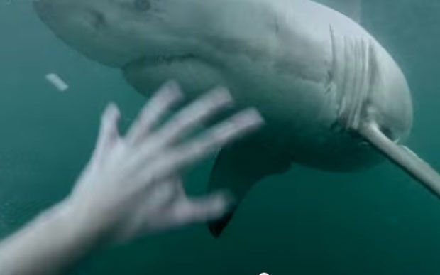 Vídeo bombou na web após usuário alegar que registrou encontro impressionante com tubarão branco na Austrália (Foto: Reprodução/YouTube/Terry Tufferson)