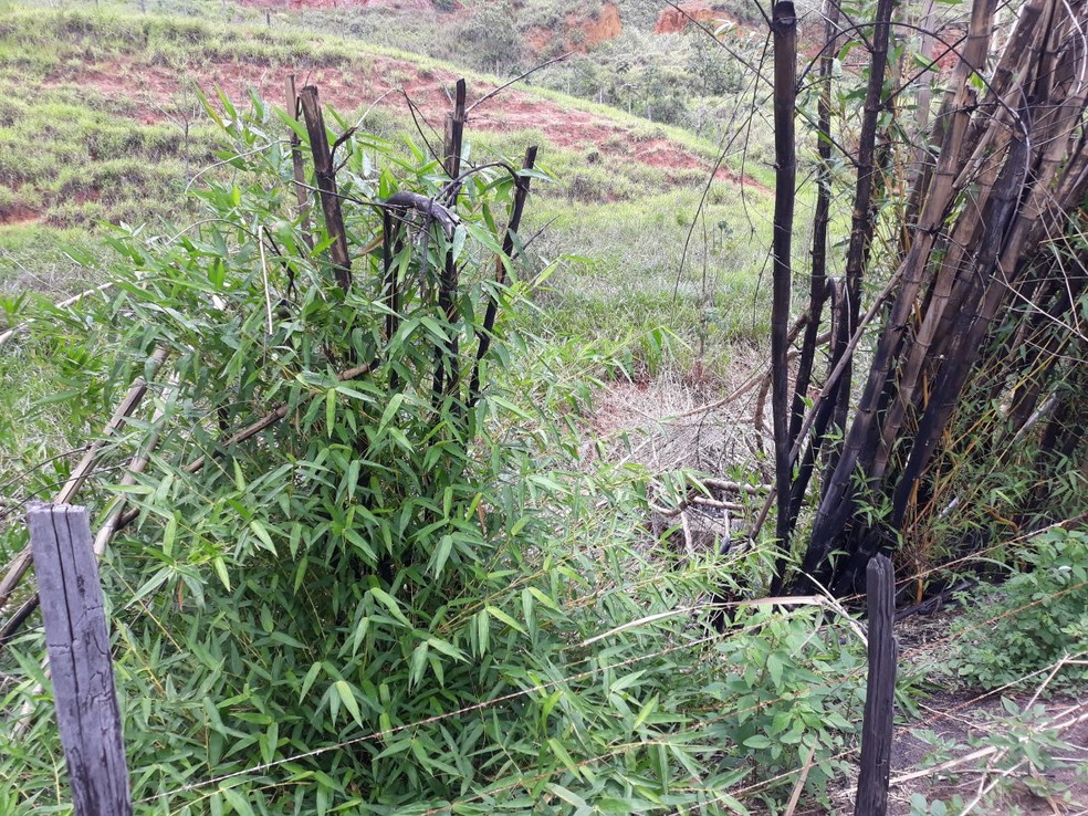 Veículo foi encontrado em área com vegeração, ao lado da BR-259 — Foto: Divulgação/ PRF