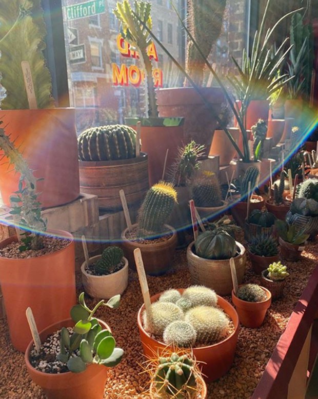 Conheça a Tula Plants & Design, loja de NY especializada em cactos (Foto: Divulgação)