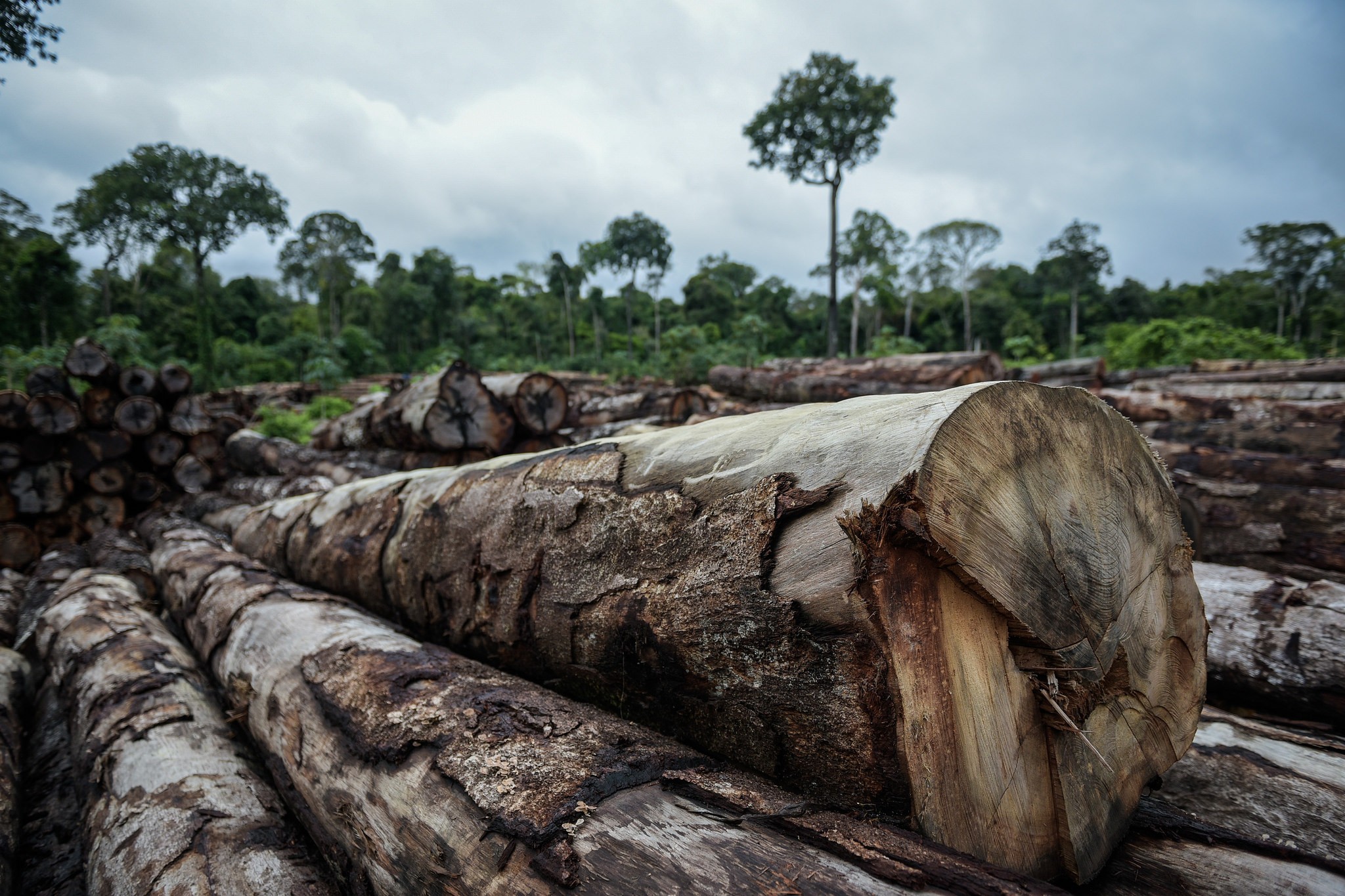 Desmatamento na Amazônia cresceu 279% em relação ao mesmo mês do ano anterior, afirma nota da SAD/Imazon (Foto: Ibama/Flickr)
