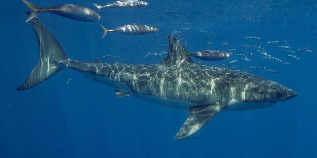 O tubarão 24 Kobe Bryant (Foto: Reprodução / Instagram)