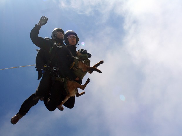 Cão paraquedista Chivunck no primeiro voo livre duplo da Brigada de Infantaria Paraquedista do Exército Brasileiro (Foto: 3º Sargento Marco Antônio Messias/Cometas)