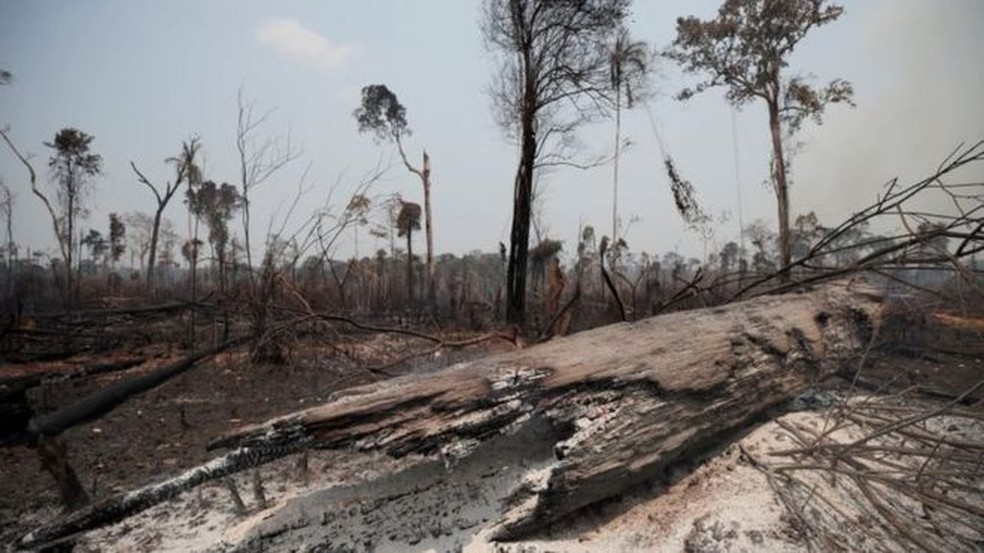 Desmatamento na Amazônia bateu novo recorde nos alertas de desmatamento em junho de 2020 — Foto: Reuters
