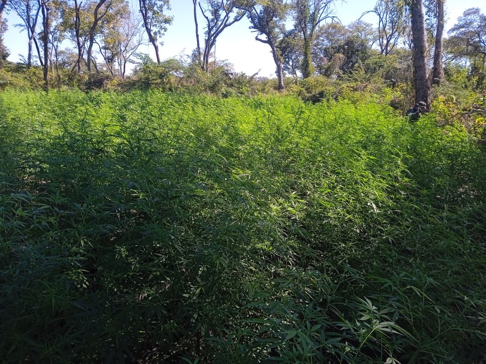 Plantação de maconha foi encontrada às margens do rio Paranã — Foto: Divulgação/PM Ambiental