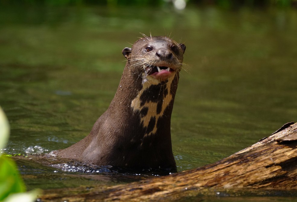 Seis mamíferos aquáticos da Amazônia em risco de extinção são alvo de novo plano de conservação