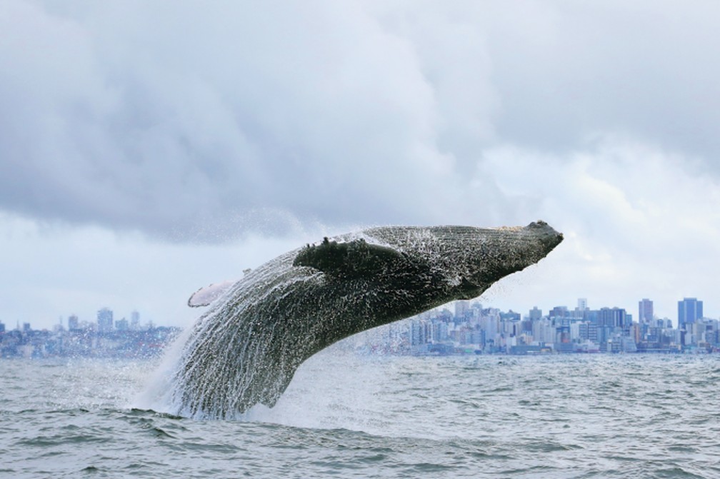 Projeto Baleia Jubarte registra crescimento no número de filhotes nascidos na Bahia e Espírito Santo — Foto: Projeto Baleia Jubarte