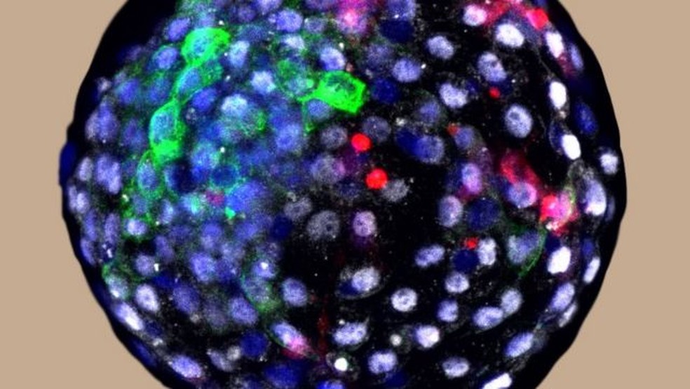 Células humanas foram cultivadas em um embrião de macaco — Foto: WEIZHI JI/KUNMING UNIV OF SCIENCE AND TECHNOLOGY