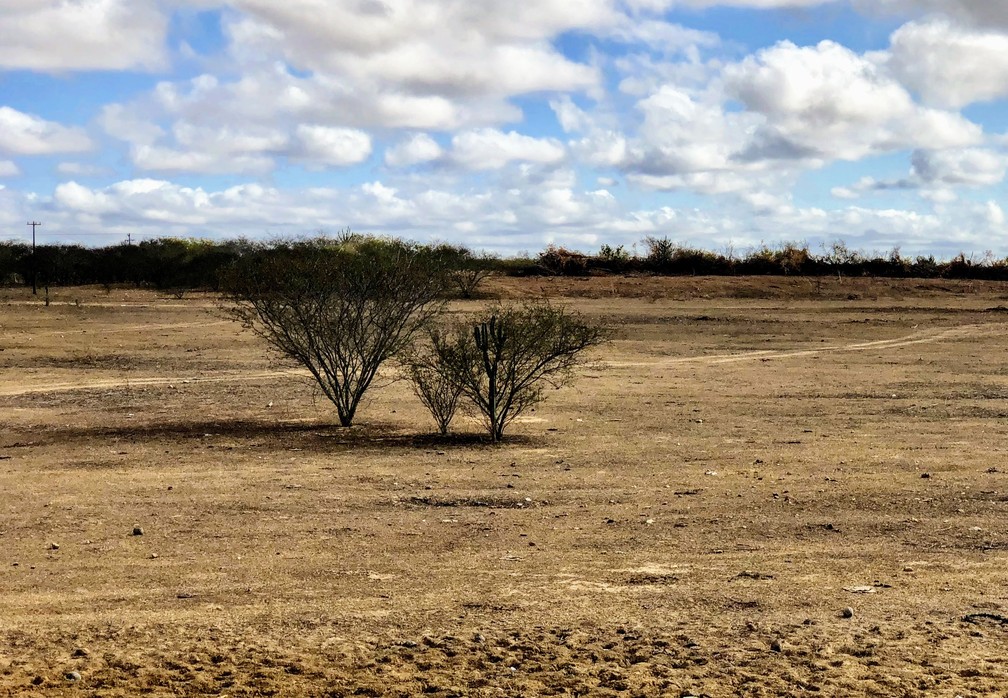 Vegetação sem vida é comum em todo Sertão de Alagoas — Foto: Yasmin Pontual/TV Gazeta