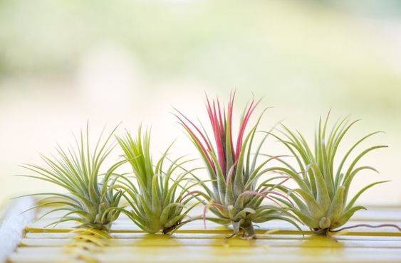 6 plantas que não precisam de terra (Foto: Reprodução / Pinterest)
