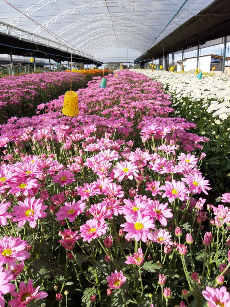 Cultivo de flores para comércio no Brasil (Foto: ACBH / Divulgação)