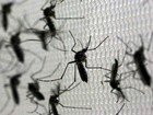 Infestação do Aedes aegypti bate recorde em Pernambuco