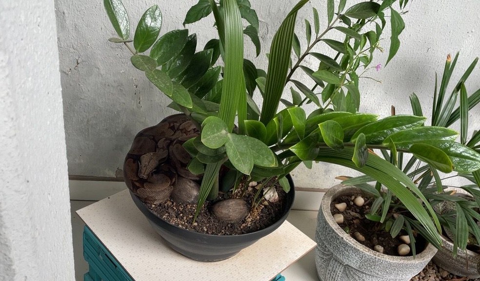 A jiboia estava camuflada em um vaso de planta — Foto: Reprodução/Batalhão ambiental