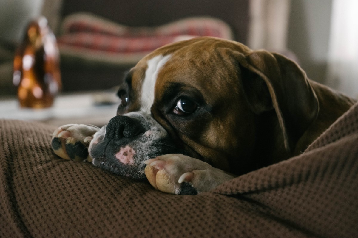 Especialista explica sobre quais são os quadros de alergias em cachorros  (Foto: Pexels/ Chris Shafer/ CreativeCommons)