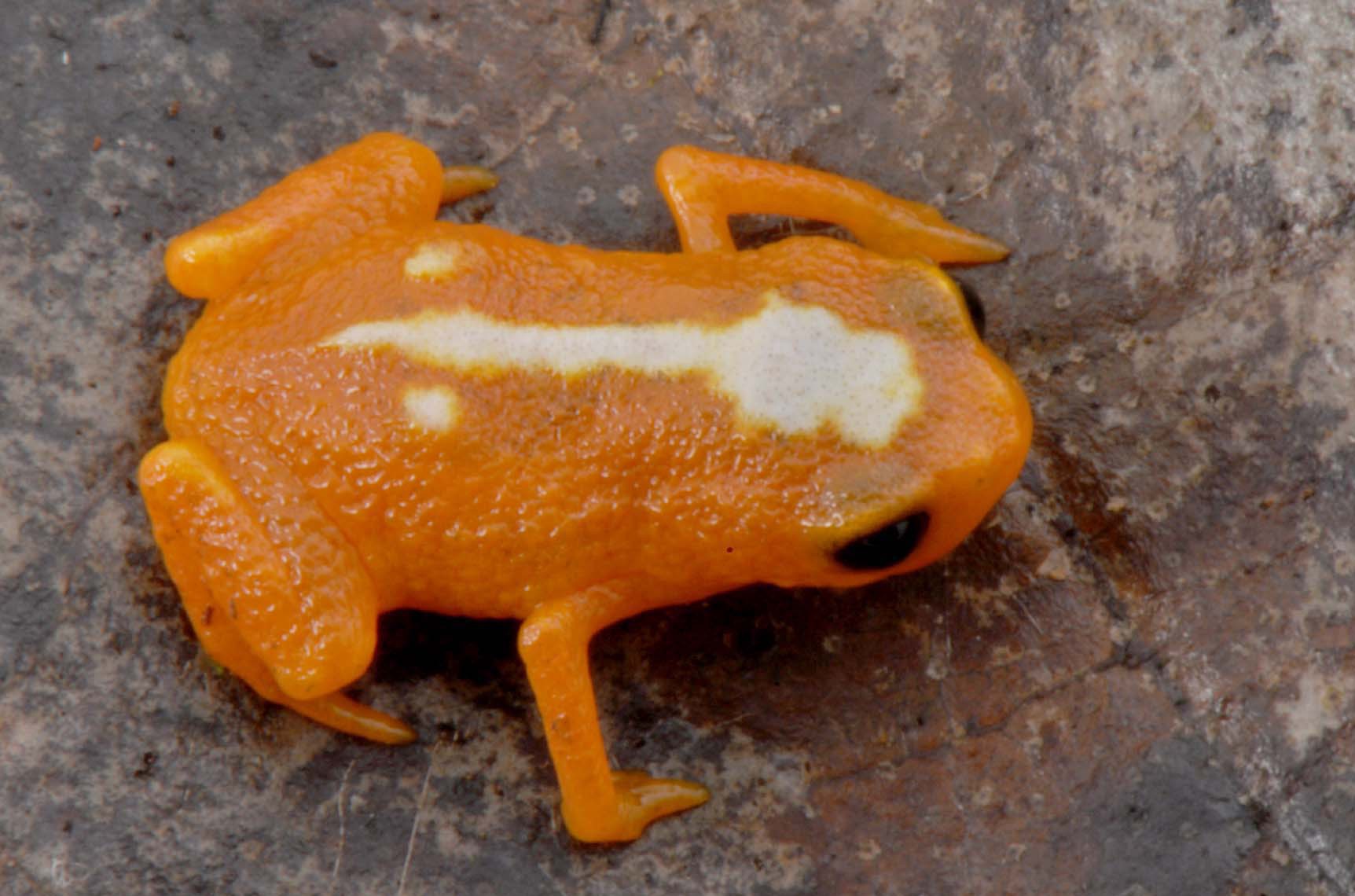 "Brachycephalus mirissimus" é nova espécie de sapo (Foto: Luiz Fernando Ribeiro )