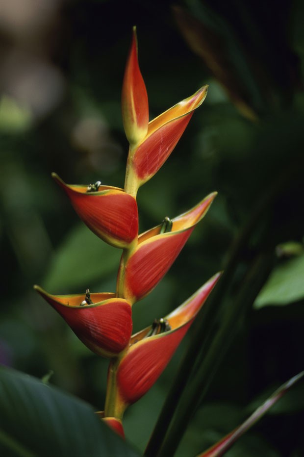 Close-up of a heliconia flower (Foto: Getty Images/Purestock)