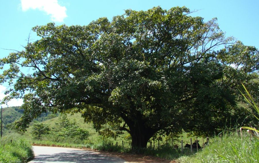 gameleira preta (Foto: Árvores do Brasil/Reprodução)