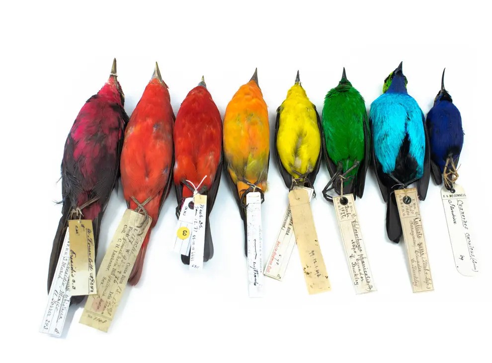 Os cientistas utilizaram inteligência artificial para identificar as cores em mais de 24.000 aves (Foto: University of Sheffield/ NHM Tring/ Reprodução)