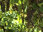 Colheita da uva movimenta vinícolas e atrai milhares de turistas ao RS