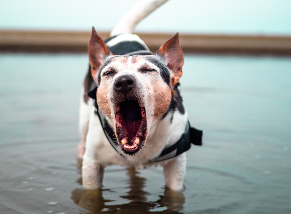 É importante estabelecer limites na educação do bicho para evitar que ele aja de maneira desequilibrada e acabe se estressando — Foto: Unsplash/ Angelo CARNIATO/ Creative Commons