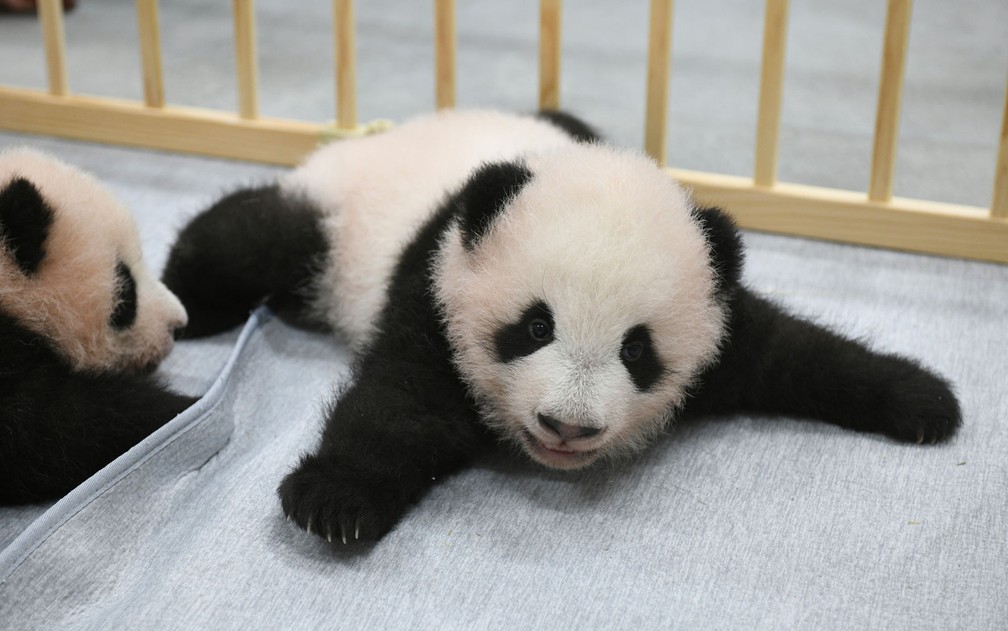 Os filhotes de panda gêmeos Lei Lei (esquerda) e Xiao Xiao, nascidos no Ueno Zoo, de Tóquio, no Japão, em foto divulgada no dia 4 de outubro — Foto: Tokyo Zoological Park Society via AP